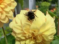 CIMG0644.webp
