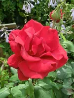 CIMG0650.webp