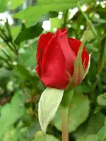 CIMG0667.webp
