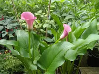 IMGP5362.webp