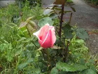 BILD1504.webp