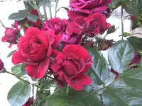 BILD1585.webp