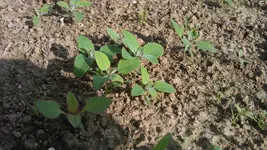 IMAG0143.webp