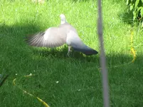 19. Dackel - Nix wie weg hier.webp 19. Dackel - Nix wie weg hier.webp