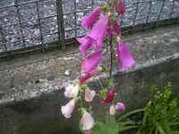 IMGP0727.webp