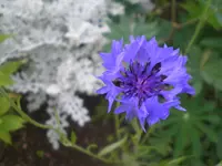 IMGP0725.webp