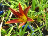 IMG_black plush x_1024x768.webp
