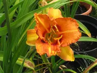 IMG_exotic icle_1024x768.webp