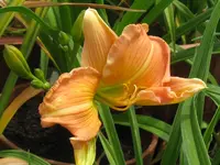 IMG_flaming june sä_1024x768.webp