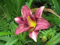 IMG_little grapette_1024x768.webp