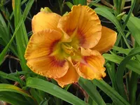 IMG_web of intrigue_1024x768.webp