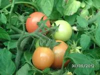 BILD0920.webp