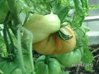 BILD0926.webp