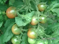BILD0929.webp