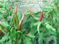 BILD0932.webp