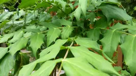 P1020302.webp