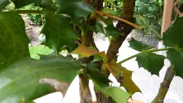 P1020303.webp