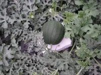 PICT0091.webp
