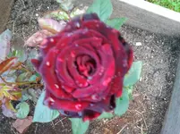 Tomaten 02.07.12 003.webp