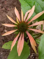 Echi Sunrise.webp