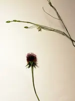 Foto_welches Unkraut.webp