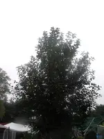 Baum1.webp