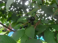 Baum2.webp