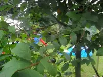 Baum3.webp
