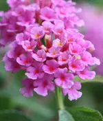 IMG_0921.webp