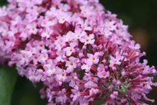 IMG_0913.webp