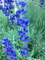 IMG_0973.webp