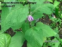 BILD0075.webp