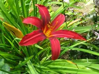 IMG_crimson pirat_1024x768.webp