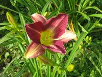 IMG_friendly persuasions_1024x768.webp