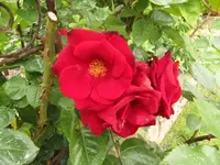 195.webp