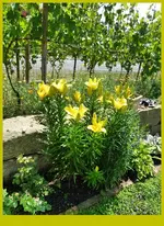 Lilie.webp