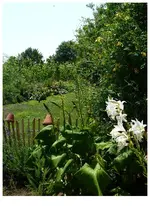 Ligularia.webp
