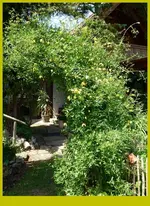 Viticella, zweite Blüte.webp