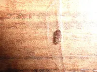 P1020314.webp