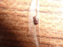 P1020315.webp