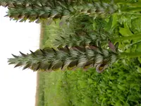 CIMG0496.webp