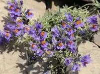 alpenleinkraut SUCHE.webp