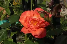 Westerland Uebung.webp