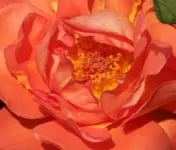 Westerland Uebung_Ausschnitt.webp