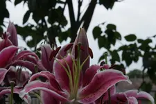 Lilie 120703_1.webp