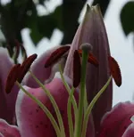 Lilie 120703.webp