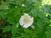 DSCI0065.webp