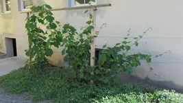 obst_wein_01_20120624.webp