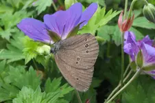 2012_0703Sommer0035.webp