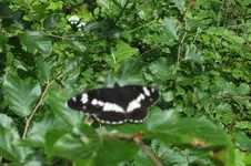kleiner eisvogel.webp